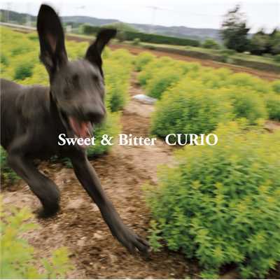 アルバム/Sweet & Bitter/CURIO