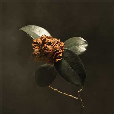 アルバム/Young Sick Camellia/St. Paul & The Broken Bones