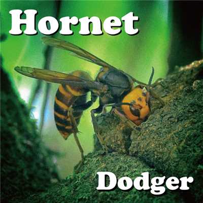 アルバム/Hornet/Dodger