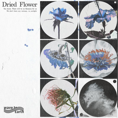 シングル/dried flower/wave to earth