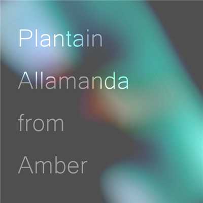 Plantain Allamanda from Amber/Bletilla Red