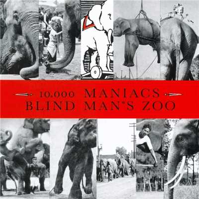 アルバム/Blind Man's Zoo/10,000 Maniacs