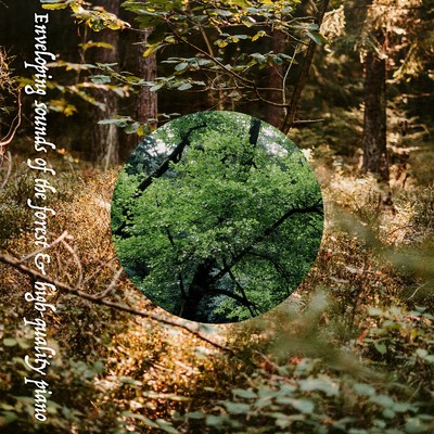 アルバム/Enveloping sounds of the forest & high-quality piano/ALL BGM CHANNEL