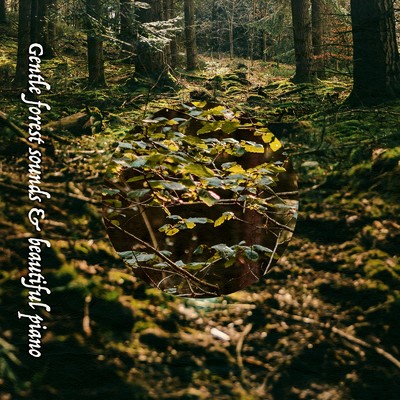アルバム/Gentle forest sounds & beautiful piano/ALL BGM CHANNEL