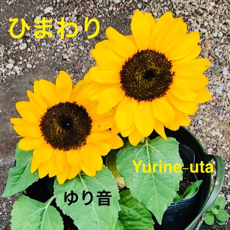 ひまわり ゆり音 収録アルバム ひまわり 試聴 音楽ダウンロード Mysound
