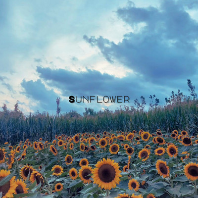 シングル/Sunflower/Vincenzo Crimaco