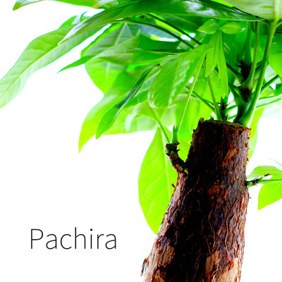 アルバム/Pachira/hiro