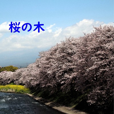 シングル/桜の木 feat.kokone/澤山 晋太郎