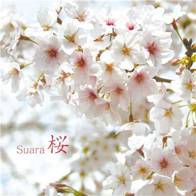 シングル/桜/Suara