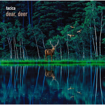 シングル/dear, deer/tacica