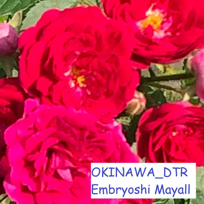 シングル/OKINAWA DTR/Embryoshi Mayall