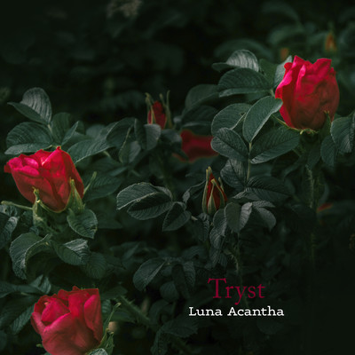Tryst/Luna Acantha