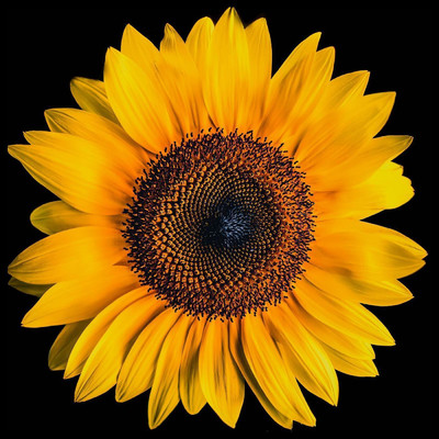 Sunflower/Rachel Sandy