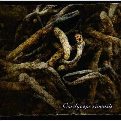 Cordyceps sinensis/Lycaon