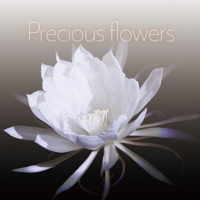 アルバム/Precious flowers プレシャスフラワーズ/SuperSweep