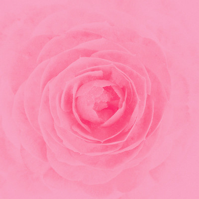 アルバム/Camellia/RAY