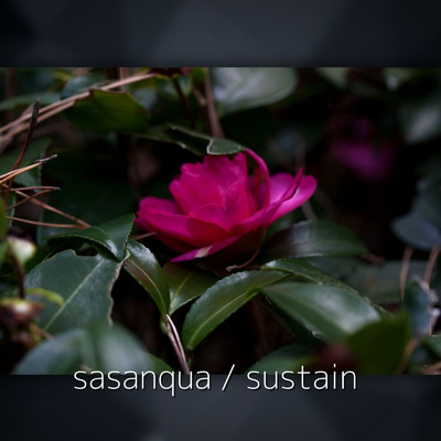 アルバム/sasanqua ／ sustain/sasanqua.