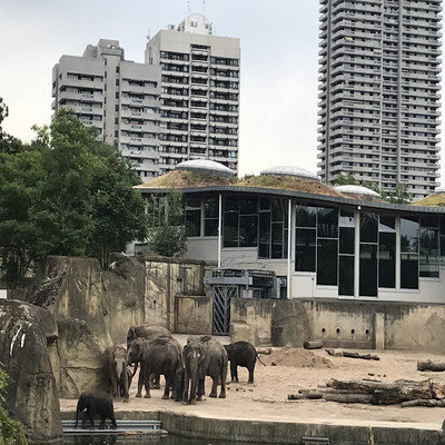 Urban Elephants/The Kaplans