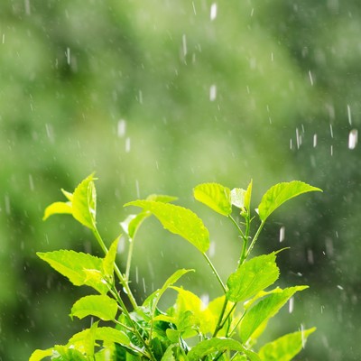 Silent Rain/Weather: Rain
