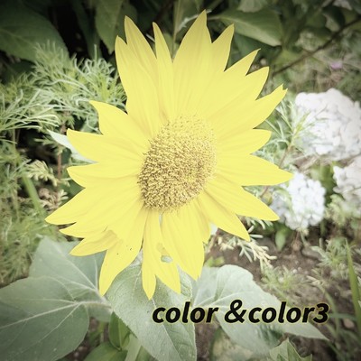 アルバム/color&color3/GUMI