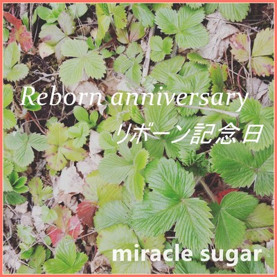 リボーン記念日/miracle sugar