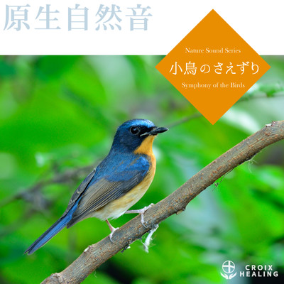 小鳥のさえずり 〜回復の森〜/Nature Symphonic Orchestra (自然音)
