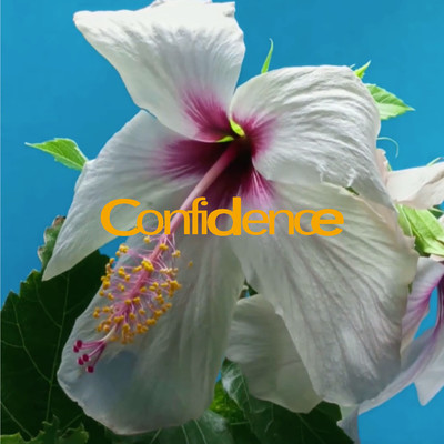 Confidence/B-HOPE