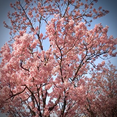 散る桜、残る桜/BLUE ROSE