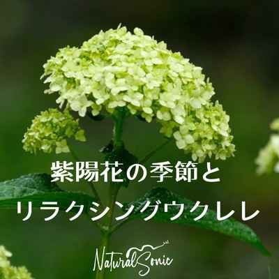 アルバム/紫陽花の季節とリラクシングウクレレ/Natural Sonic