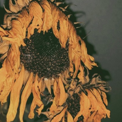 blooms like a sunflower/CELINA