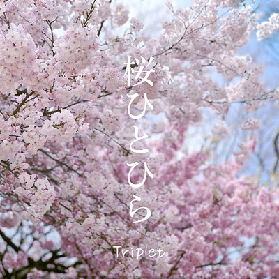 桜ひとひら (2024 new-recording)/Triplet