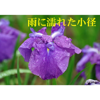 シングル/雨に濡れた小径/Knoshi