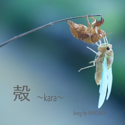 シングル/殻 〜kara〜 (feat. SARAH & LUCAS)/HARUKA