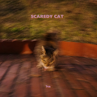 SCAREDY CAT/7co