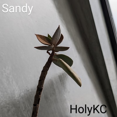 Shadow Steps/HolyKC