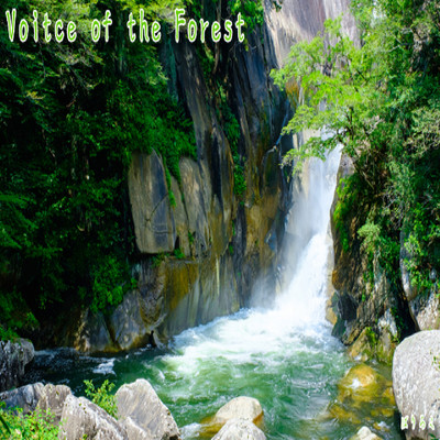 アルバム/Voitce of the Forest/Piano Peace