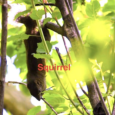 Squirrel/GAB