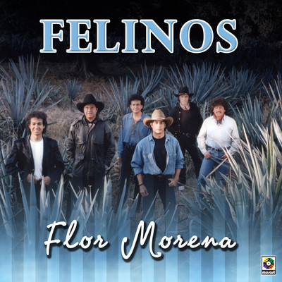 アルバム/Flor Morena/Los Felinos