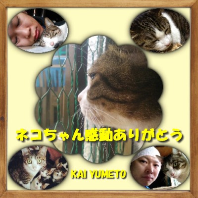 シングル/ネコちゃん感動ありがとう/KAI YUMETO