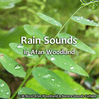 シングル/樹木の間に降る雨/C.W. ニコル アファンの森, 自然音コラボ
