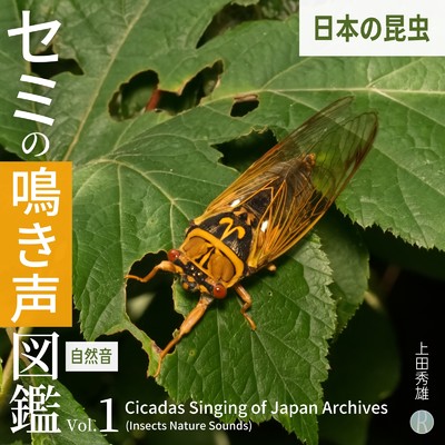 アルバム/セミの鳴き声図鑑 Vol.1 日本の昆虫[自然音]/上田秀雄