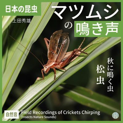 マツムシの鳴き声 「秋に鳴く虫・松虫」 日本の昆虫 [自然音]/上田秀雄