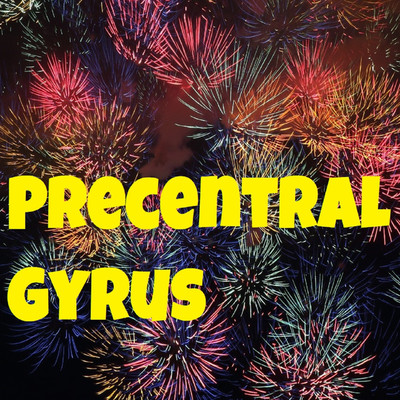 Precentral Gyrus/Set point level