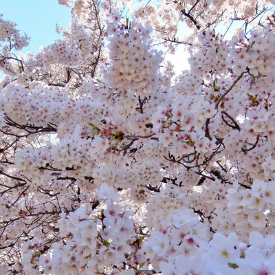 桜の精霊/Palmette