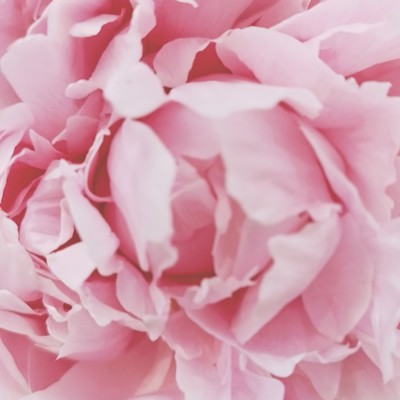 シングル/Sakura -Fluttering Cherry Blossom Petals-/Kaori Blue Green