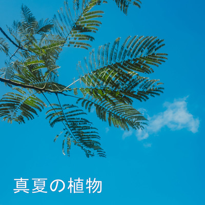 アルバム/真夏の植物/バリバリゴリ