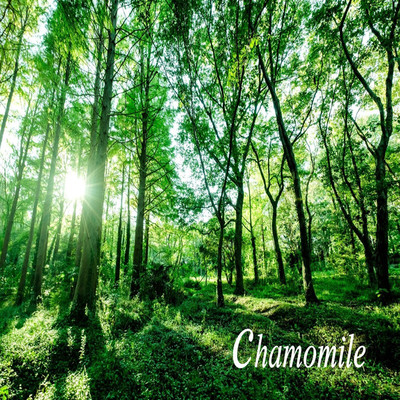 chamomile/chamomile