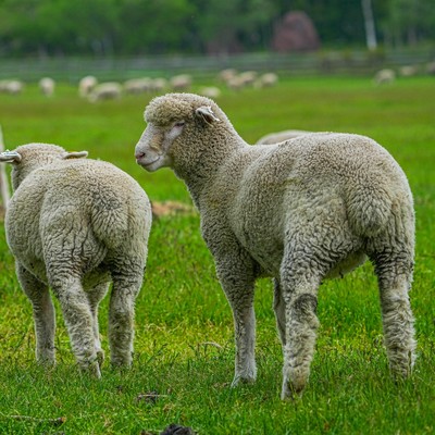 アルバム/The Walk of the Sheep/morikin love