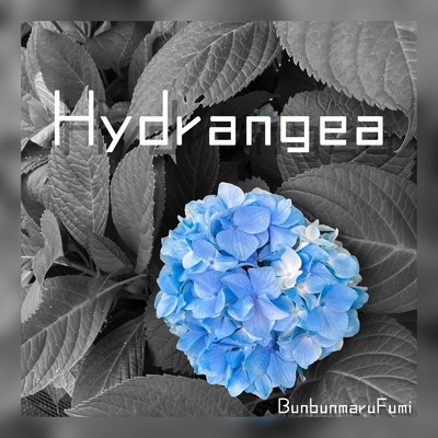 Hydrangea/ぶんぶんまるふみ