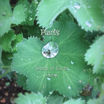 アルバム/Plants/大地の種